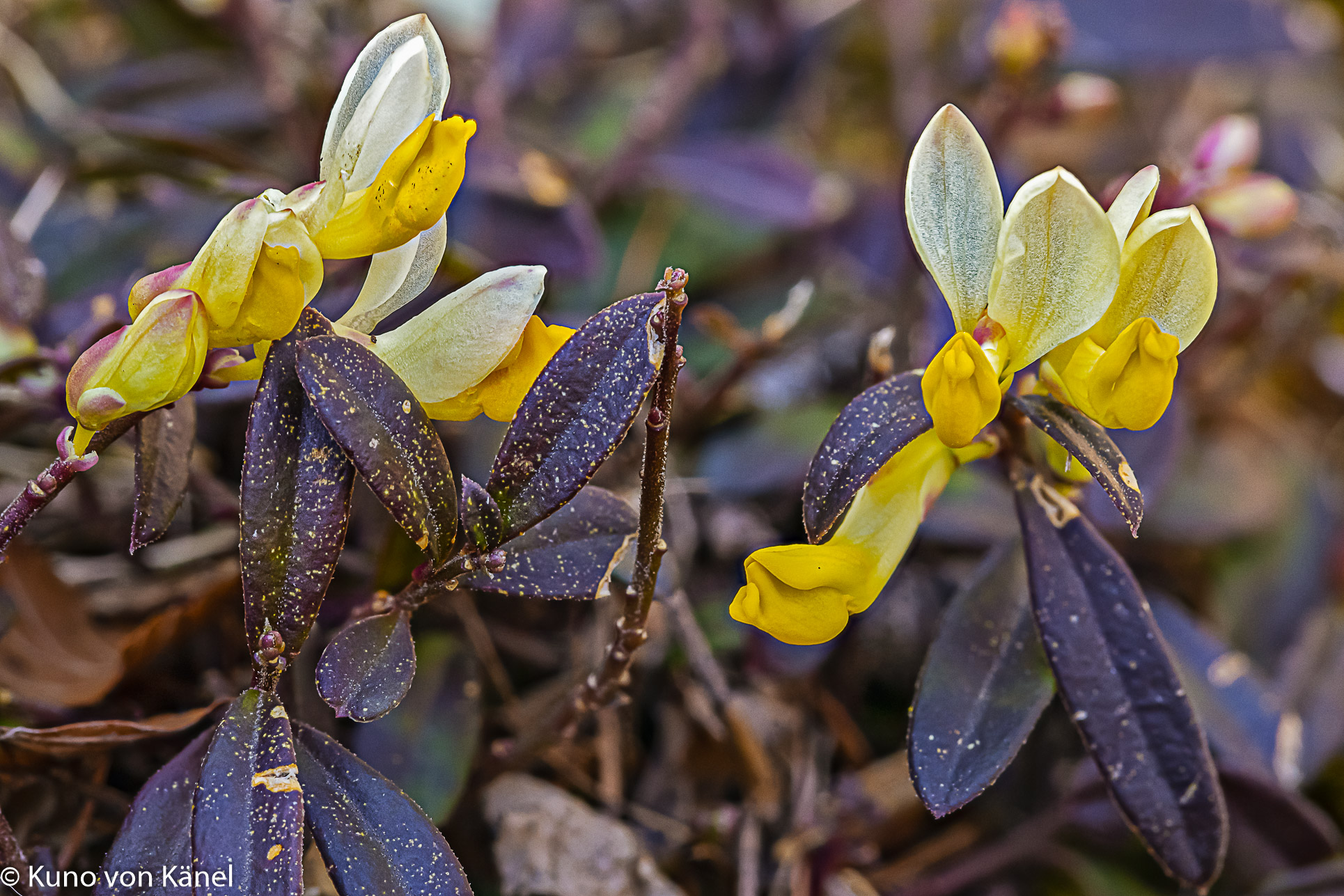 Blüten der Buchsblättrigen Kreuzblume