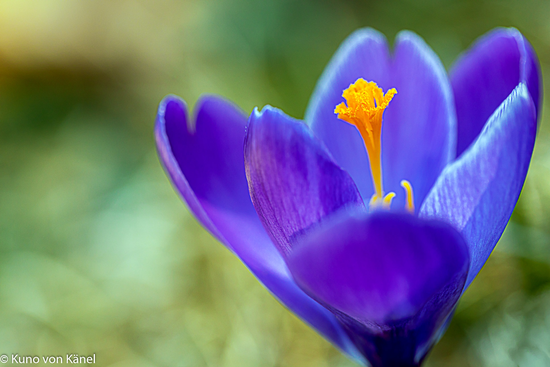 Krokusblüte blau