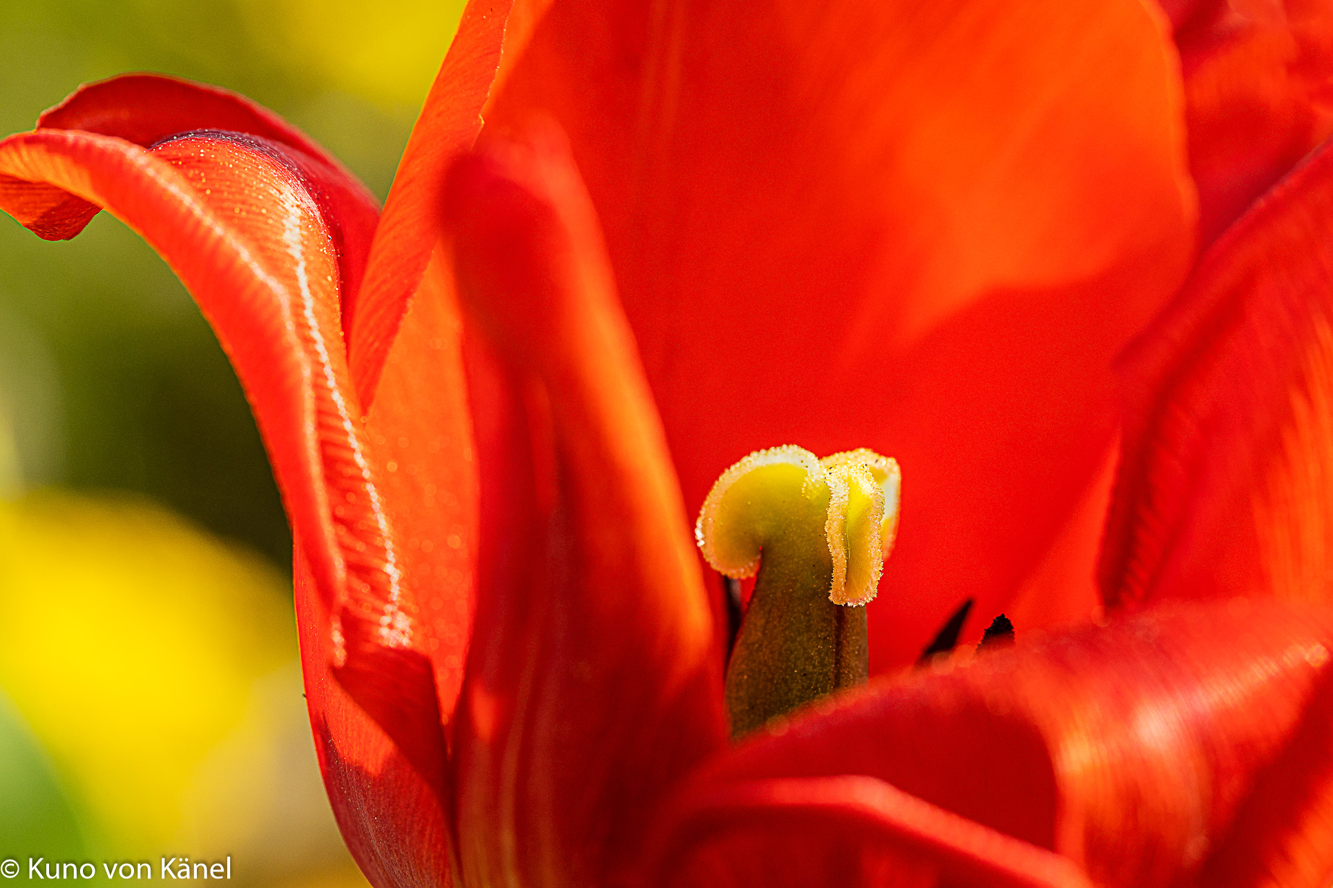 Makroaufnahem einer roten Tulpe