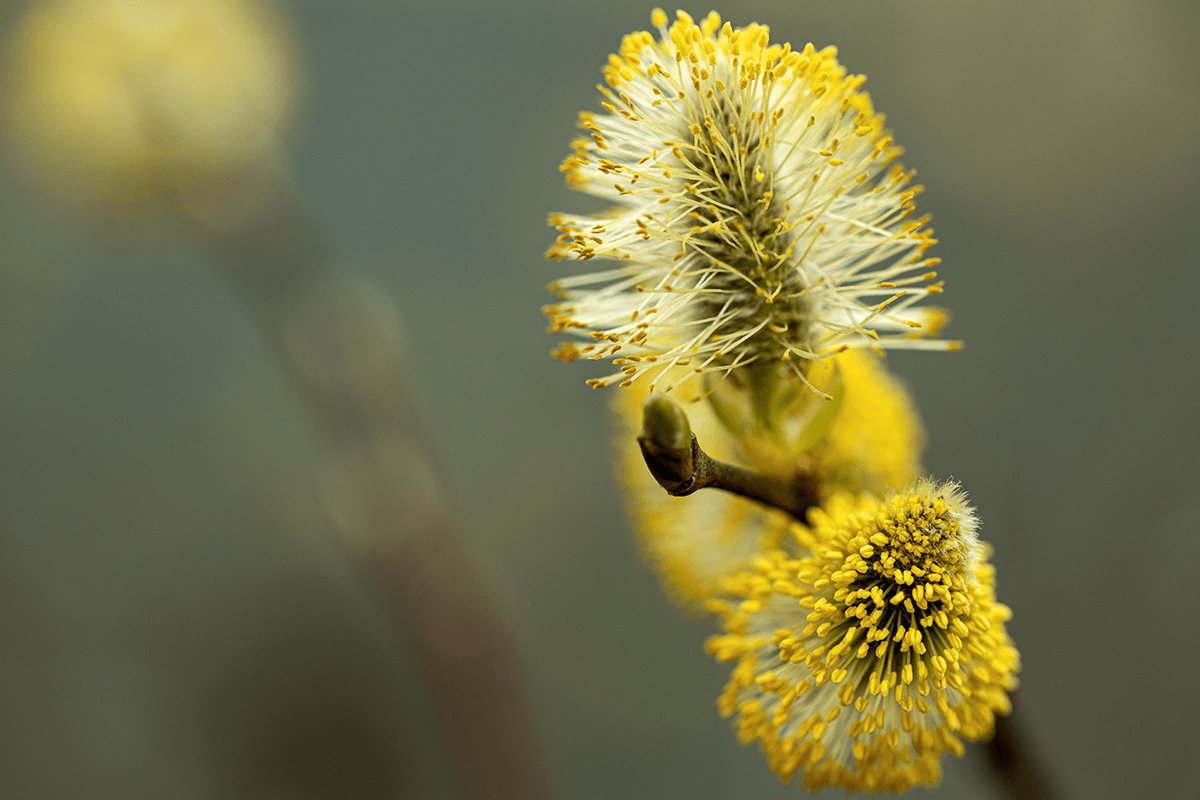 Gelbe Weidenblüte