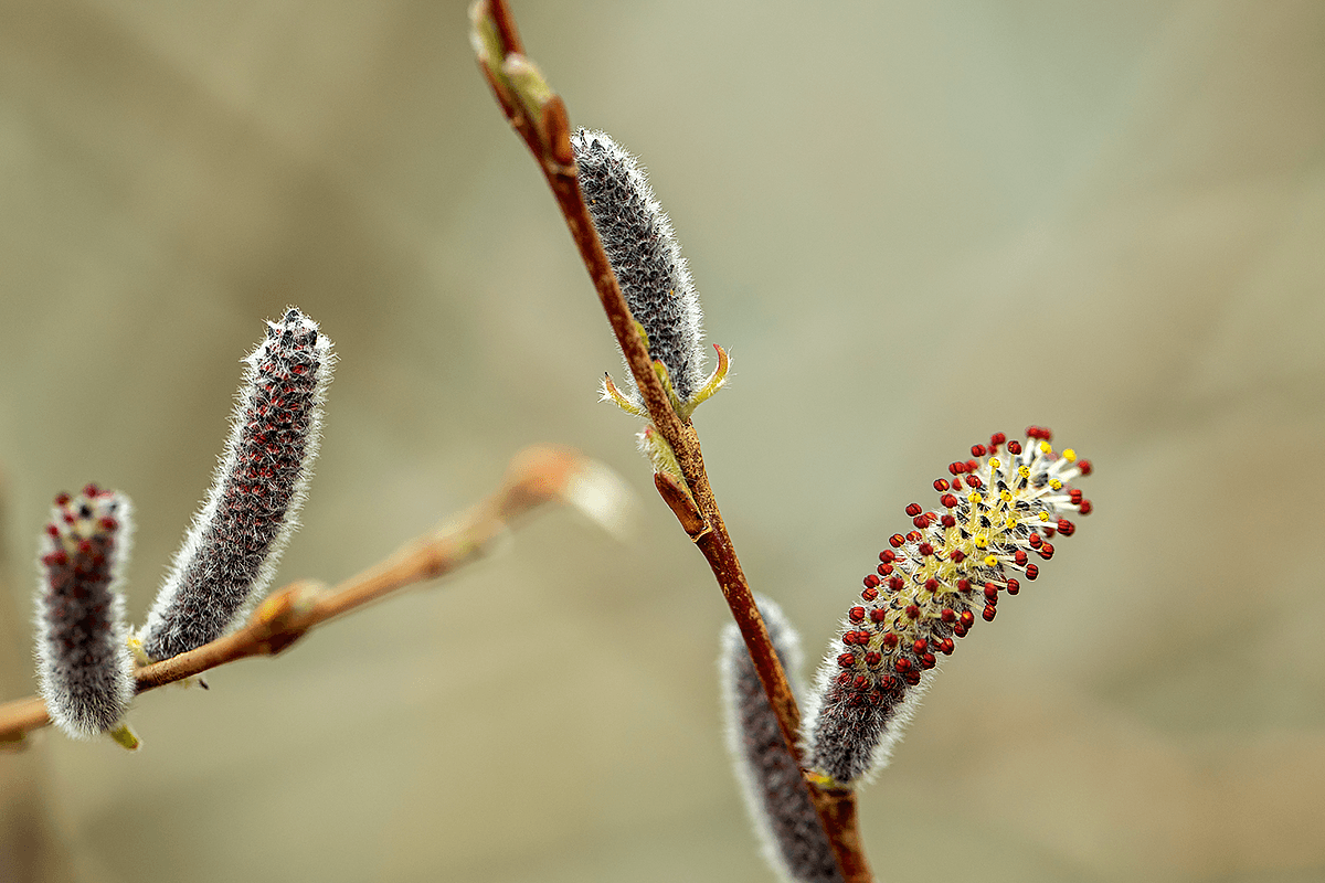 Rote Weidenblüte