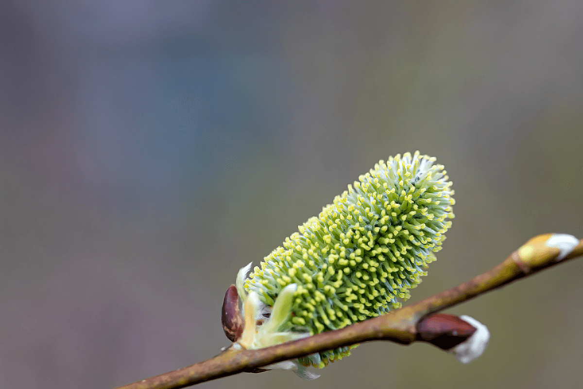 Grüne Weidenblüte